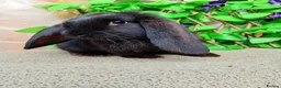 French Lop rabbits for sale: French lop  - Advert 1