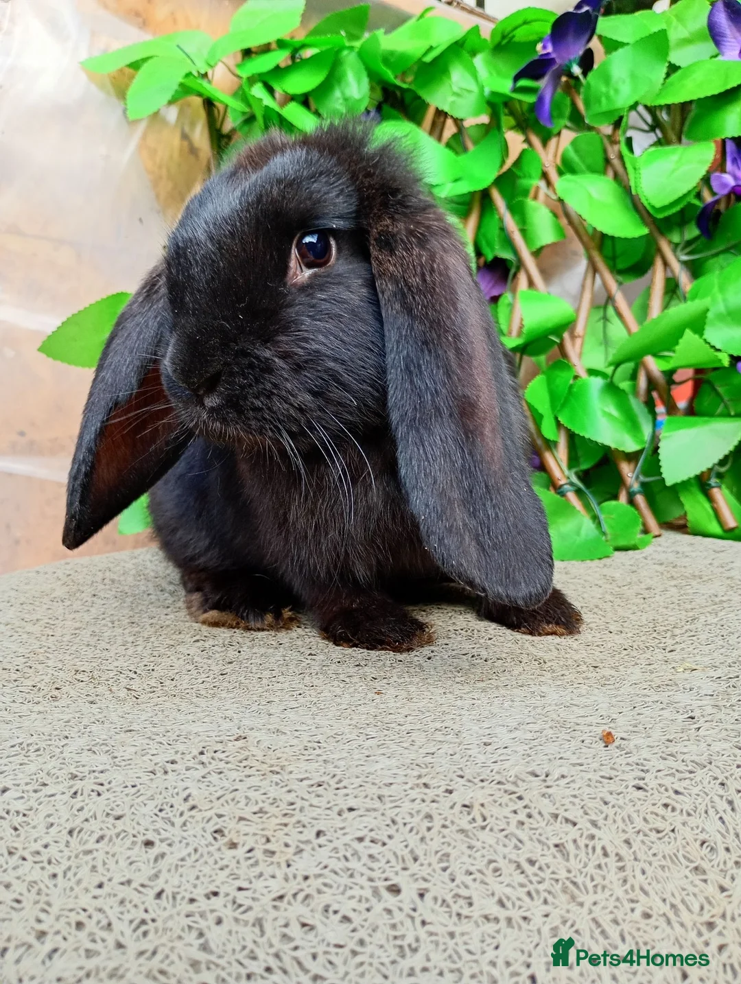 French Lop rabbits for sale: French lop  - Advert 1