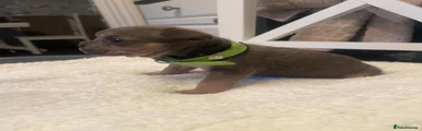 Green collar