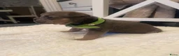 French Bulldog dogs for sale: 🐾💙 BEAUTIFUL FRENCH BULLDOG PUPPIES 💗🐾 - Advert 16