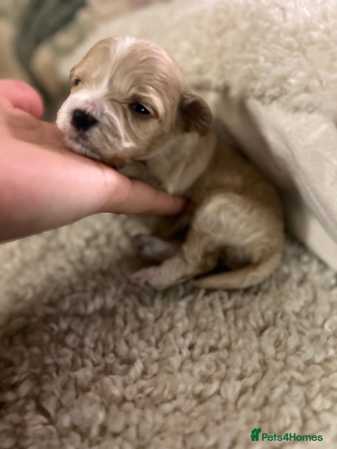 Maltipoo dogs for sale: family pet litter Mini Maltipoo puppies  - Advert 10