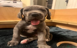 Great Dane dogs for sale: Great Dane puppy’s  - Image 18