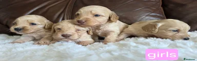 Cockapoo 9