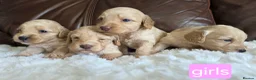 Cockapoo dogs for sale: DNA Health Tested Cockapoos Apricot/Golden - Advert 13