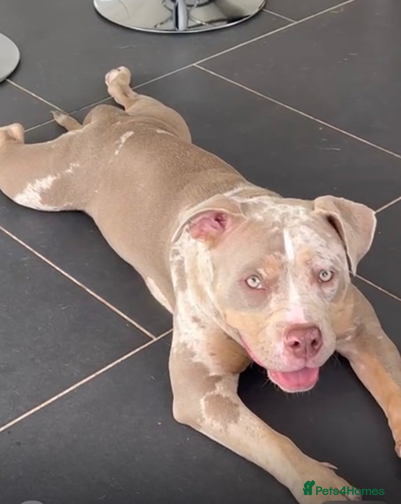 American Bully dogs for sale: Need to rehome my girl  - Advert 1