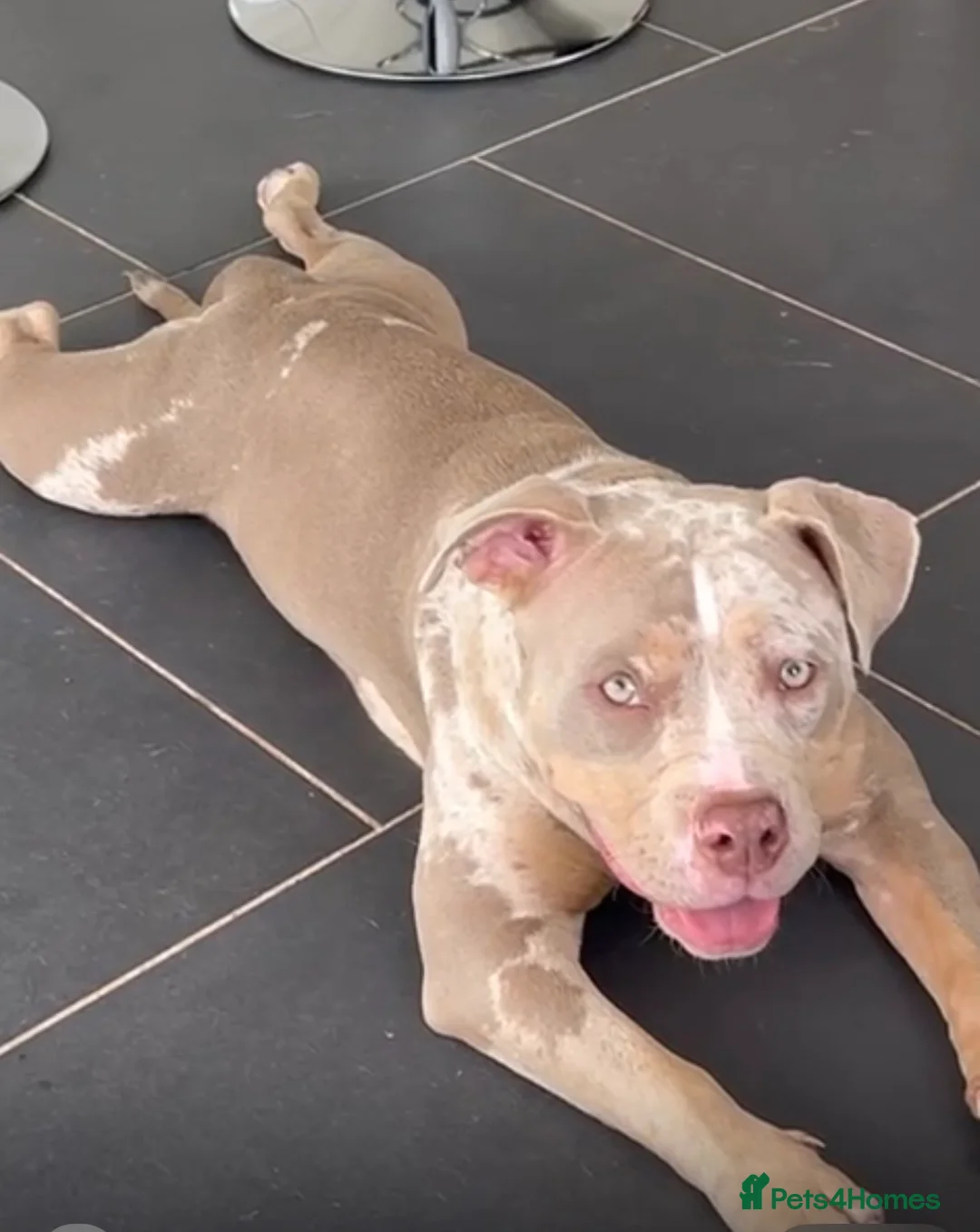 American Bully dogs for sale: Need to rehome my girl  - Advert 1