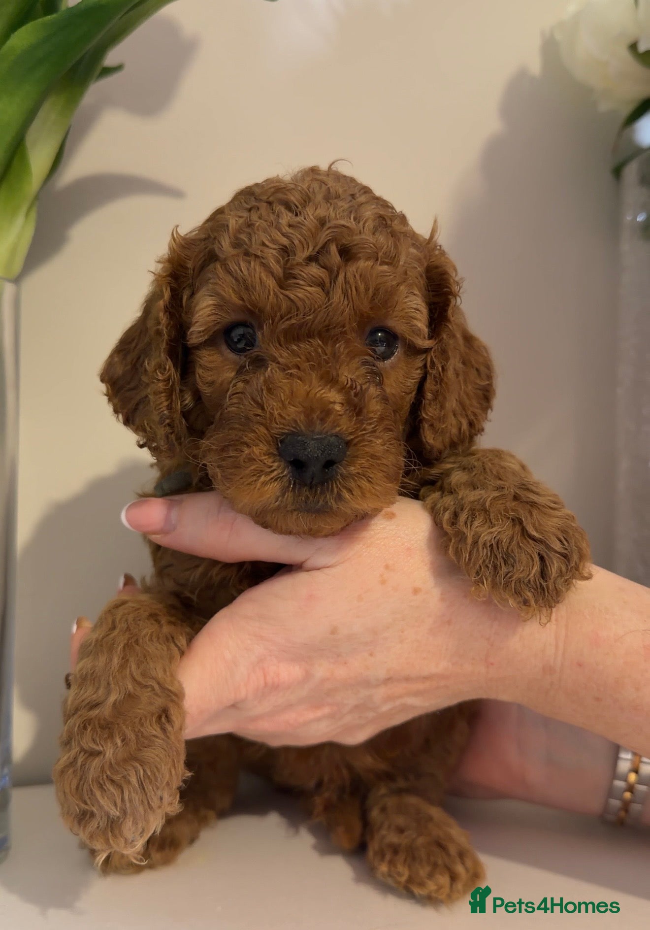 Cavapoo dogs DNA Tested parents - F2 cavapoo puppies  - Advert 2