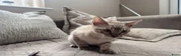 Bengal cats for sale: Stunning TICA Registered Snow Lynx Bengal Kittens - Advert 20