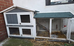 Continental Giant rabbits for sale: Lonely Cross Giant Bunny - Image 6
