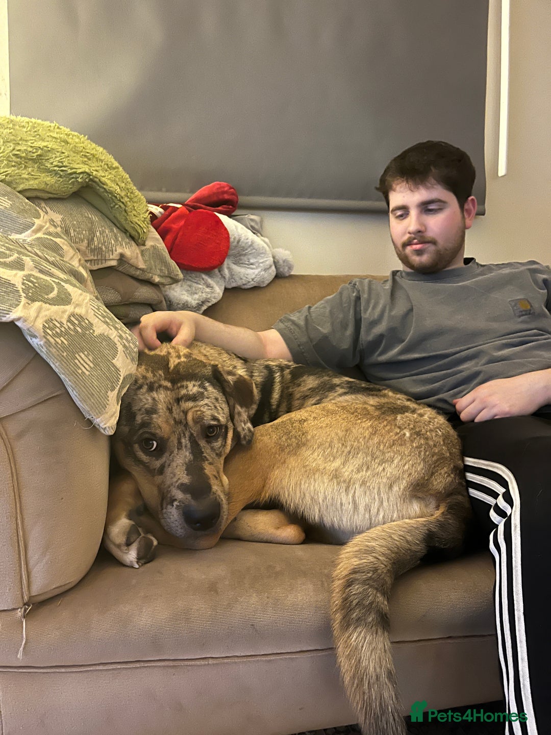 Mixed Breed dogs for sale: 1-year old mixed looking for forever home. - Advert 4