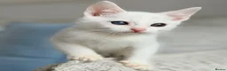 Turkish Angora cats for sale: 🐾 Unique Turkish Angora x Bengal Mix Kittens 🐾 - Advert 5