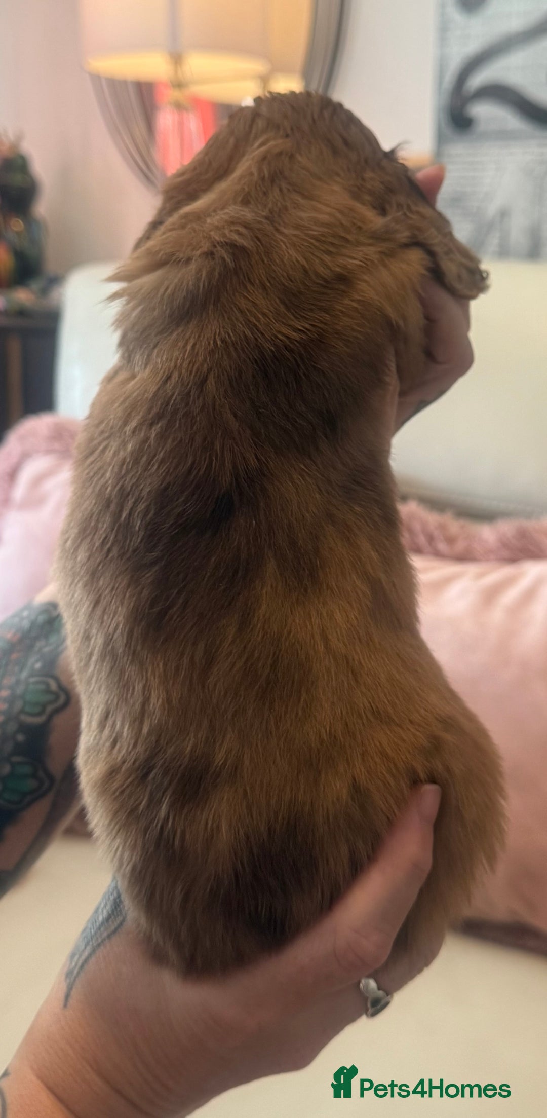 Miniature Dachshund dogs for sale: KC REG Long Hair Miniature Dachshund x 3 Red Boys - Image 8