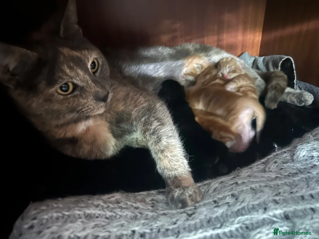 Domestic Shorthair cats for sale: Two stunning ginger kittens for sale.  in Basingstoke - Advert 2