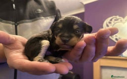 Mixed Breed dogs for sale: Bichon Frise / jackapoo puppies - Image 1