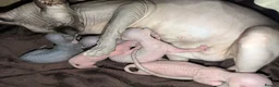 Sphynx cats for sale: *PEDIGREE SPHYNX* TICA REGISTERED *DNA HCM4 CLEAR* - Advert 12