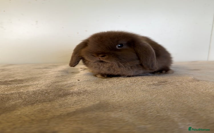 Mini Lop rabbits - Advert 3