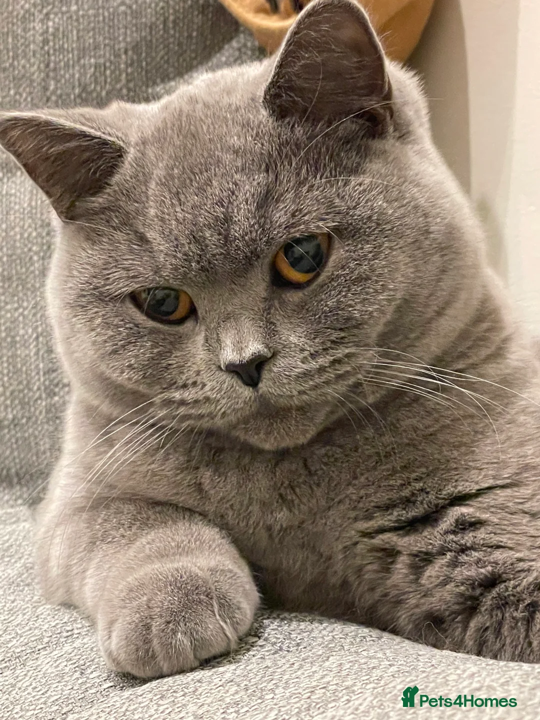 British Shorthair cats for sale: British Shorthair  - Advert 5
