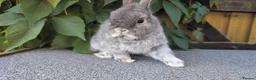 Netherland Dwarf rabbits for sale: Bonded Netherland dwarf boys  - Advert 1