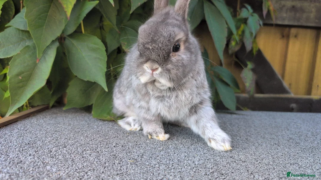 Netherland Dwarf rabbits for sale: Bonded Netherland dwarf boys  - Advert 1