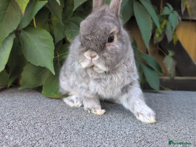 Netherland Dwarf rabbits for sale: Bonded Netherland dwarf boys - Advert 1