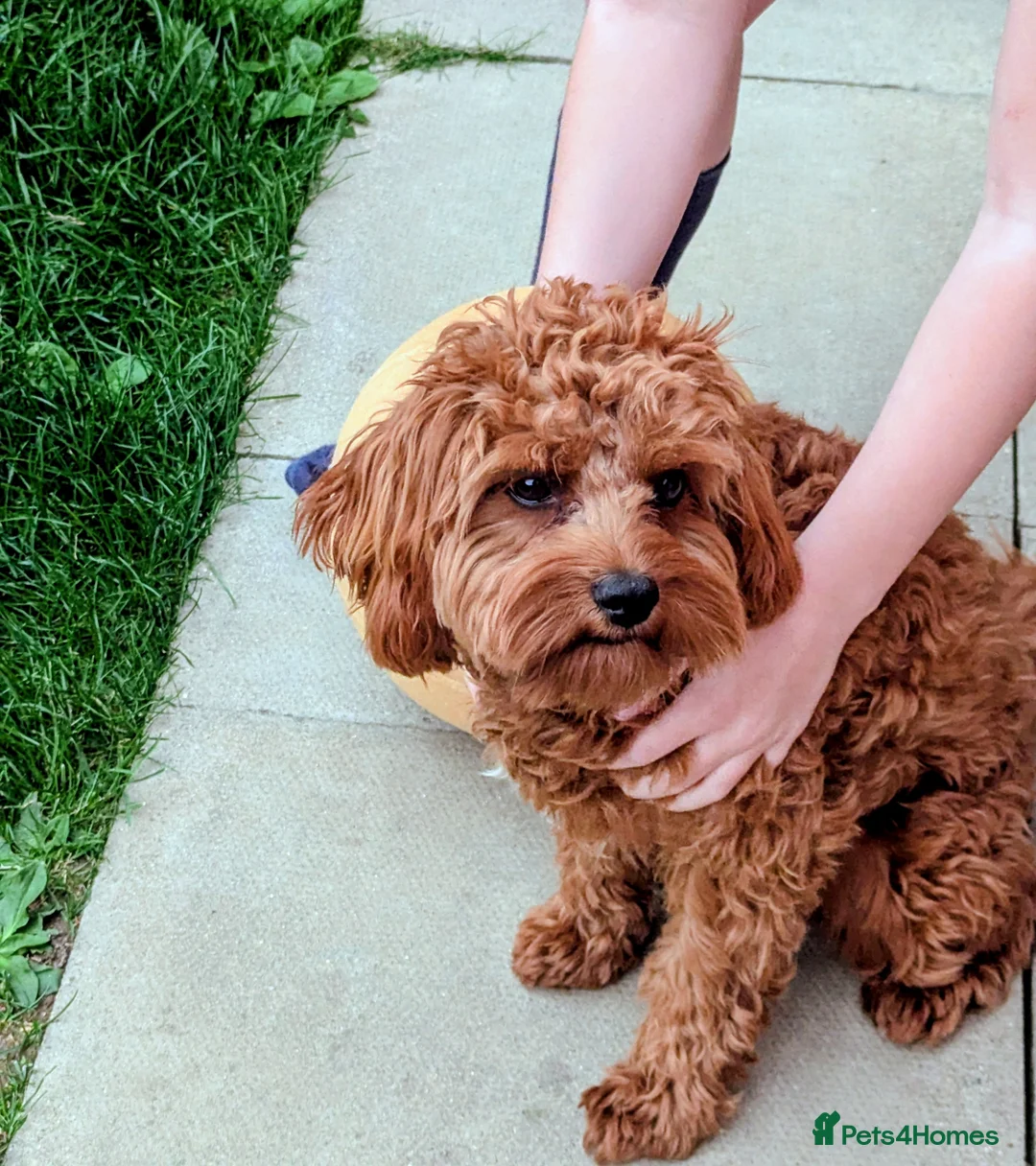 Cavapoo dogs for sale: Red F1 Cavapoo - Advert 15