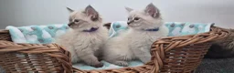Siberian cats for sale: Beautiful Neva Masquerade kittens - Advert 1