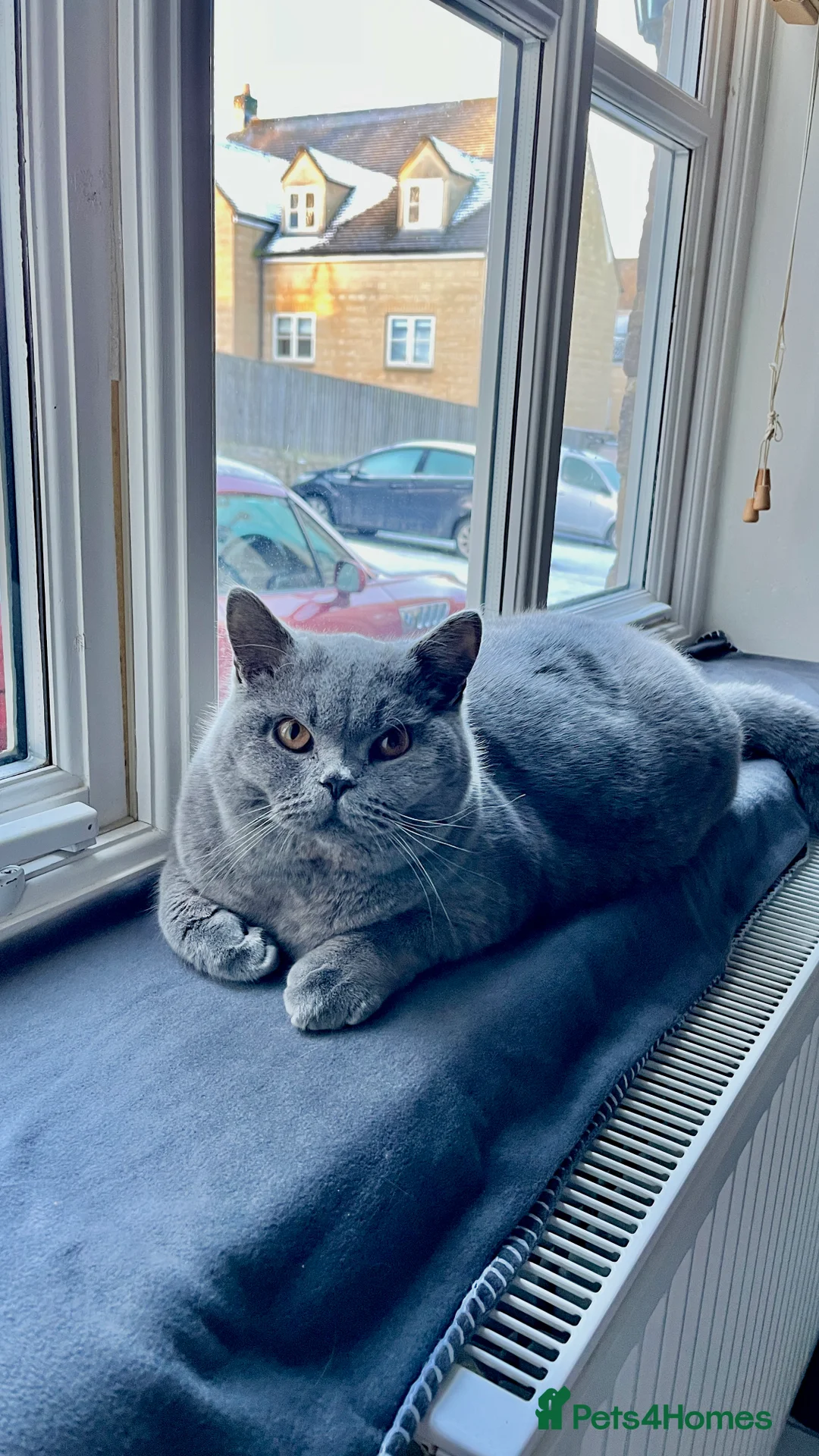 British Shorthair cats for sale: Beautiful BSH looking for a loving home  - Advert 2