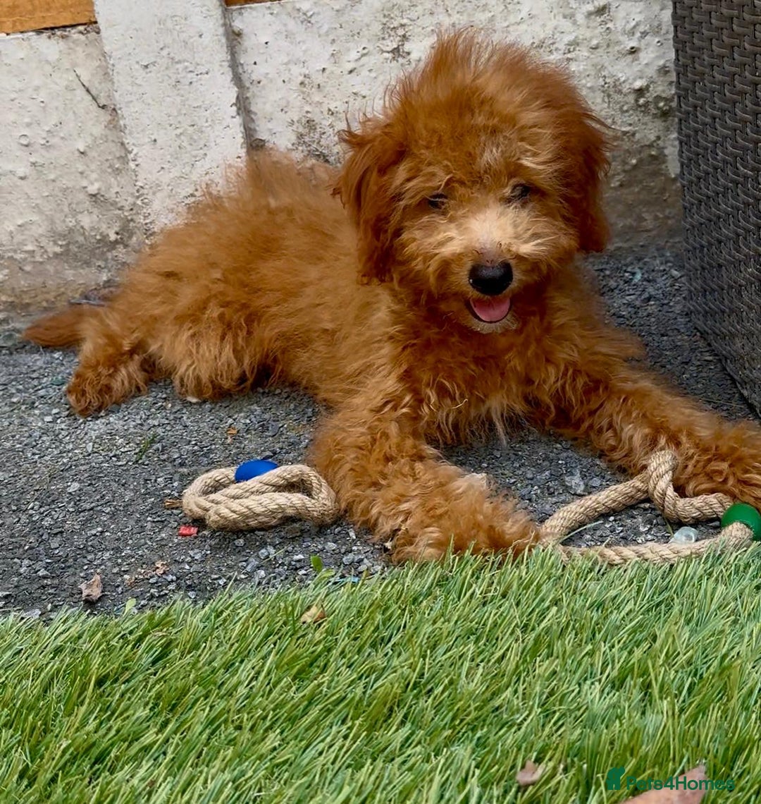 Cavapoo dogs for sale: READY NOW health tested f1b caverpoos  in Bilston - Image 2