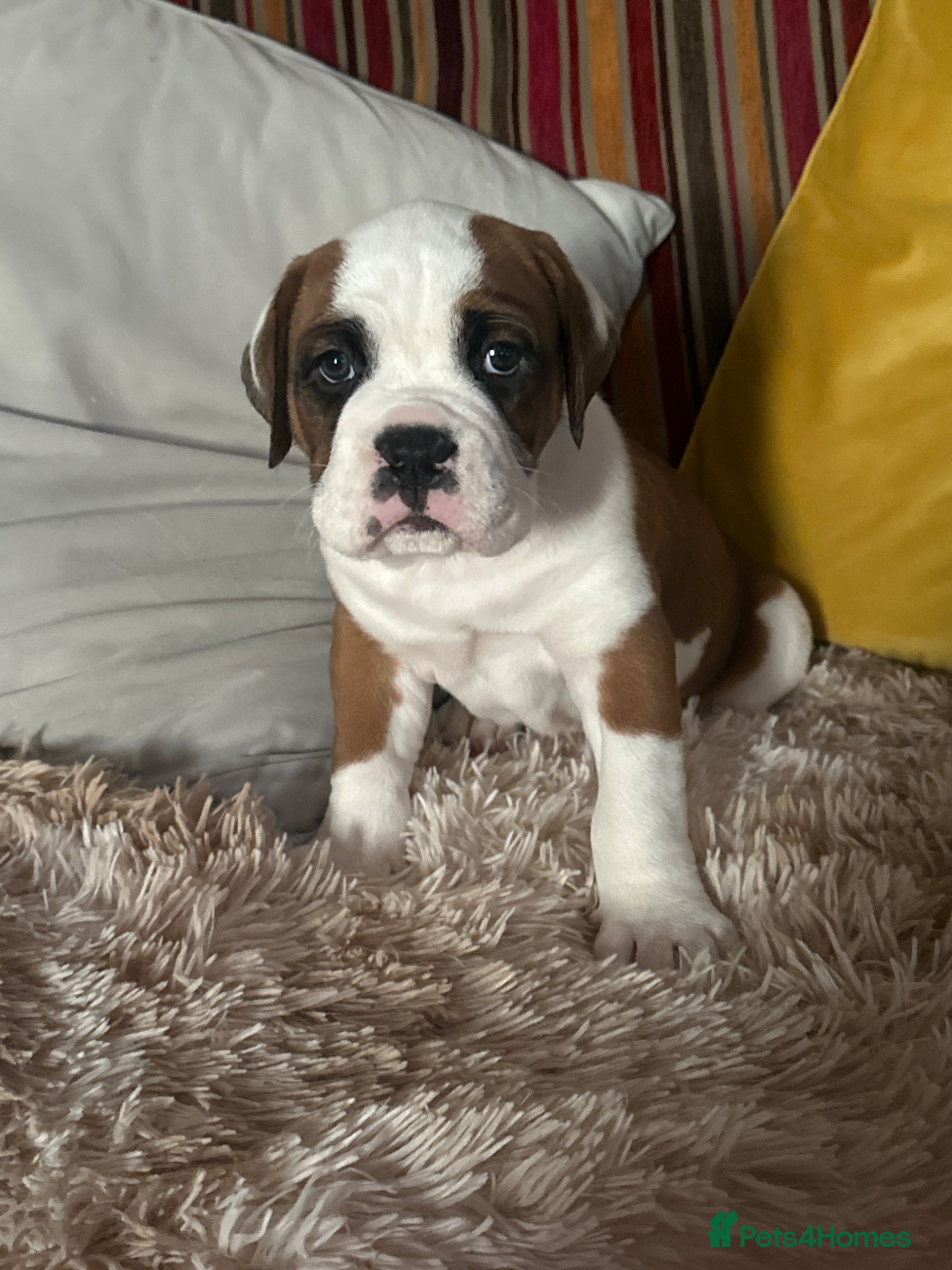 Boxer dogs Gorgeous boy boxer pup  - Advert 2
