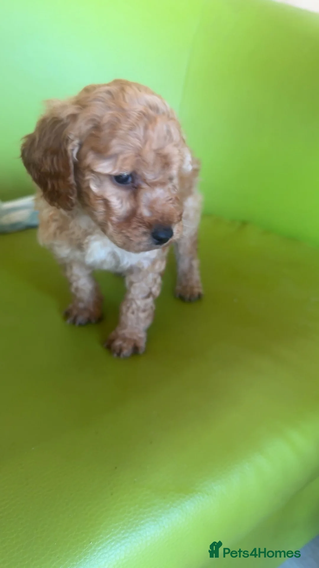 Standard Poodle dogs for sale: Stunning poodle puppys - Advert 25