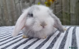 Mini Lop rabbits for sale: Trained French x Mini Lop Bunnies. Please Read! - Image 5