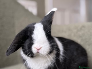 Mini Lop rabbits Outstanding mini lop female - ready in two weeks - Advert 3