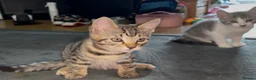 Mixed Breed cats for sale: Beautiful Bengal x Domestic Short Hair Kittens 🐾 - Advert 7