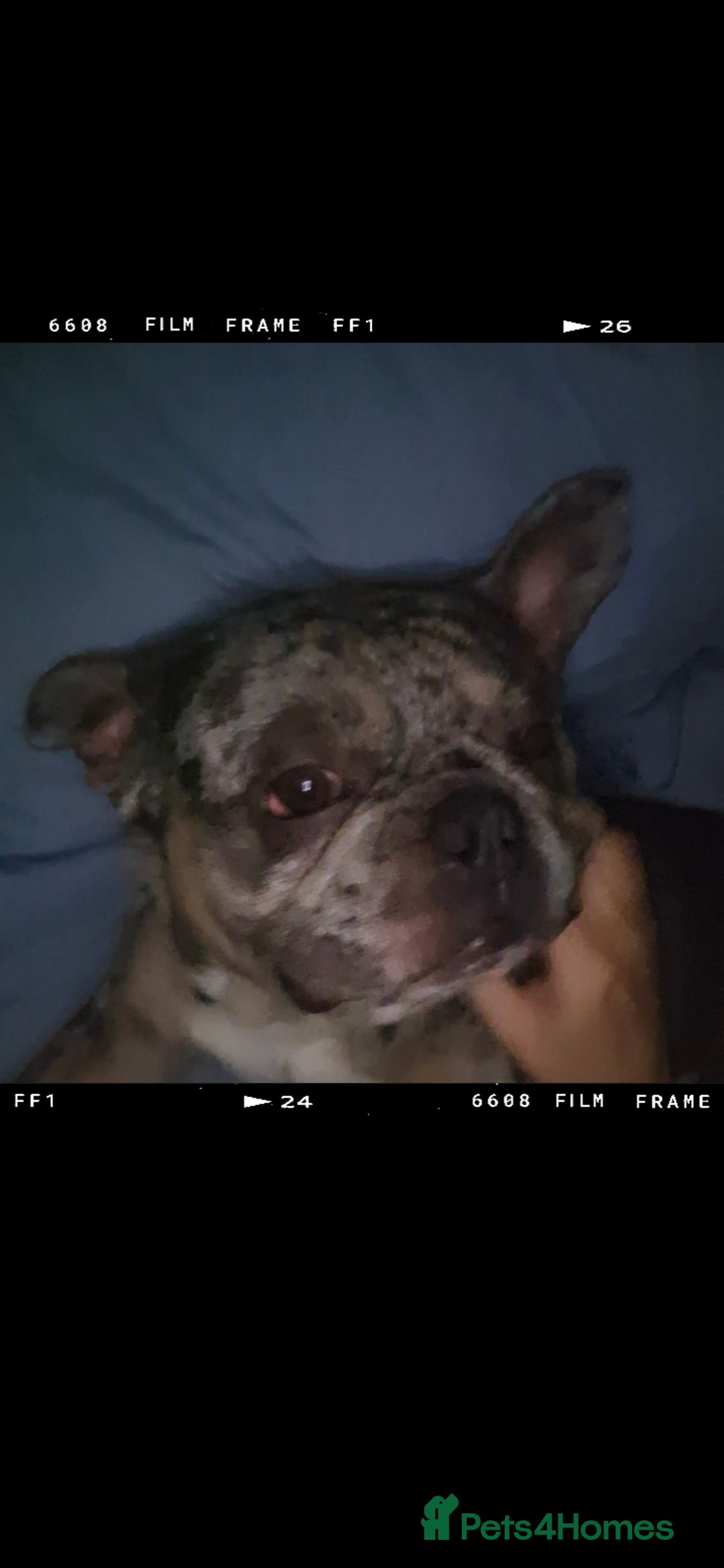 French Bulldog dogs for sale: French bulldog for sale - Advert 4