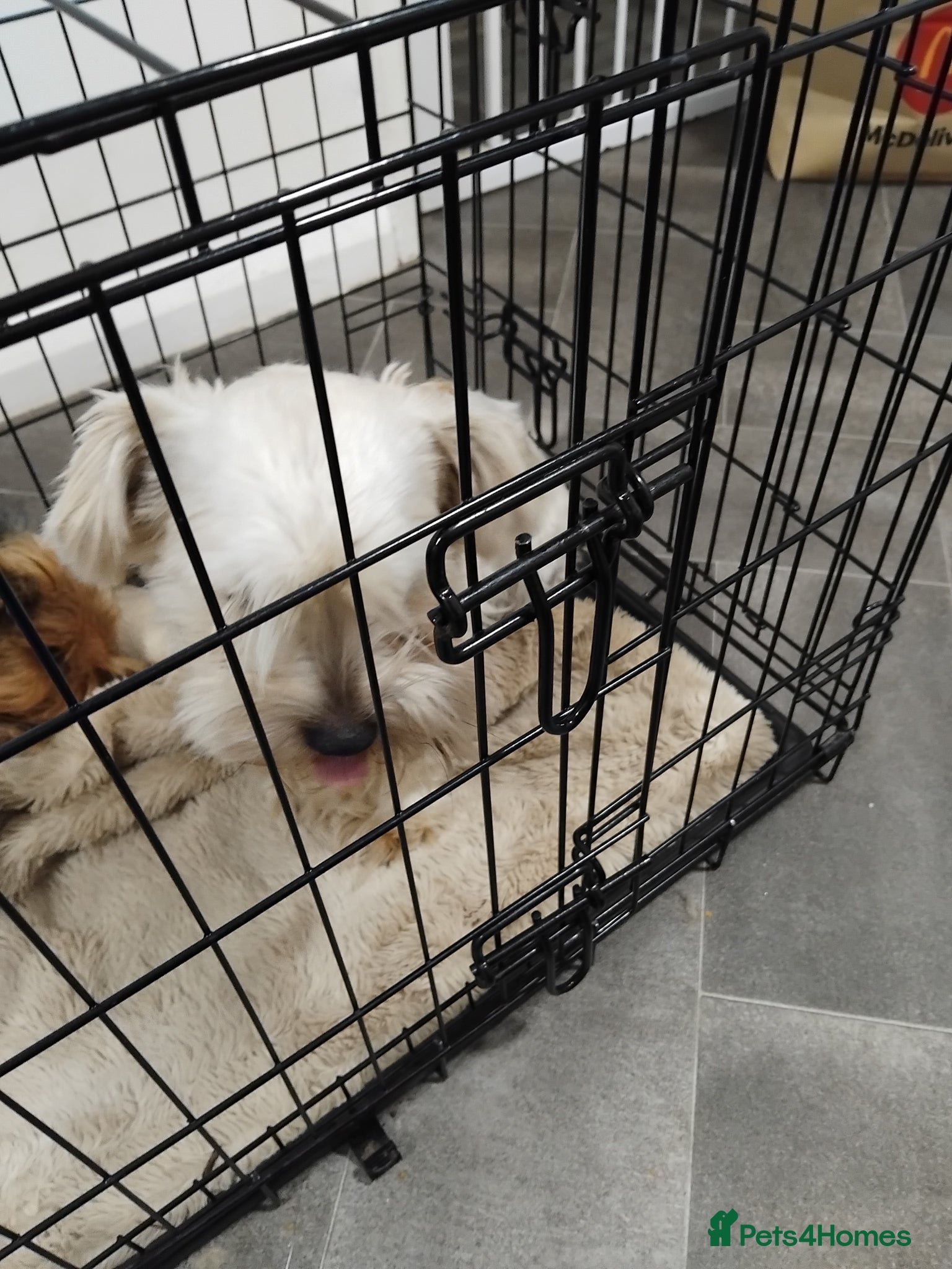 Yorkshire Terrier dogs Yorkshire terrier (male) - Advert 5