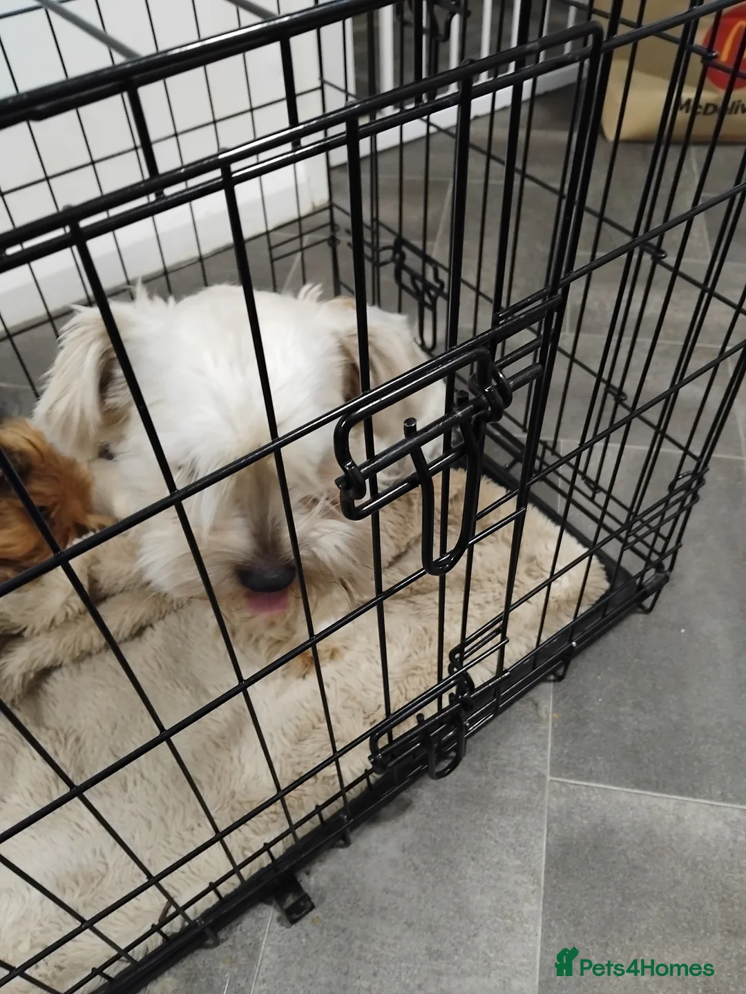 Yorkshire Terrier dogs for sale: Yorkshire terrier (male) - Advert 1