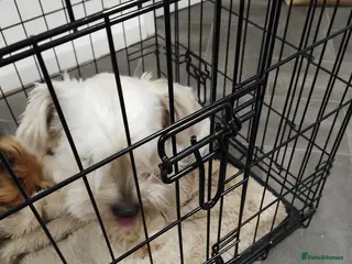 Yorkshire Terrier dogs Yorkshire terrier (male) - Advert 1