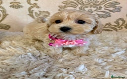Maltipoo dogs for sale: ADORABLE F1 MALTIPOO PUPPIES DNA TESTED  - Image 14