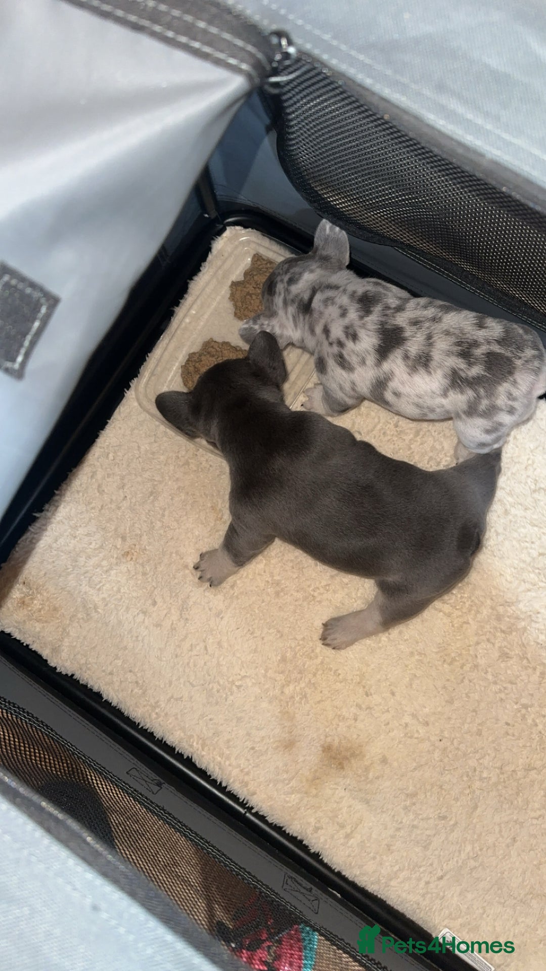 French Bulldog dogs for sale: French Bulldog Blue & Tan - Image 3