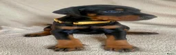 Dobermann dogs for sale: Health tested European puppies  - Advert 19