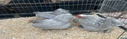 Mixed Breed livestock for sale: Point of lay Pekin hens for sale - read full first - Advert 10