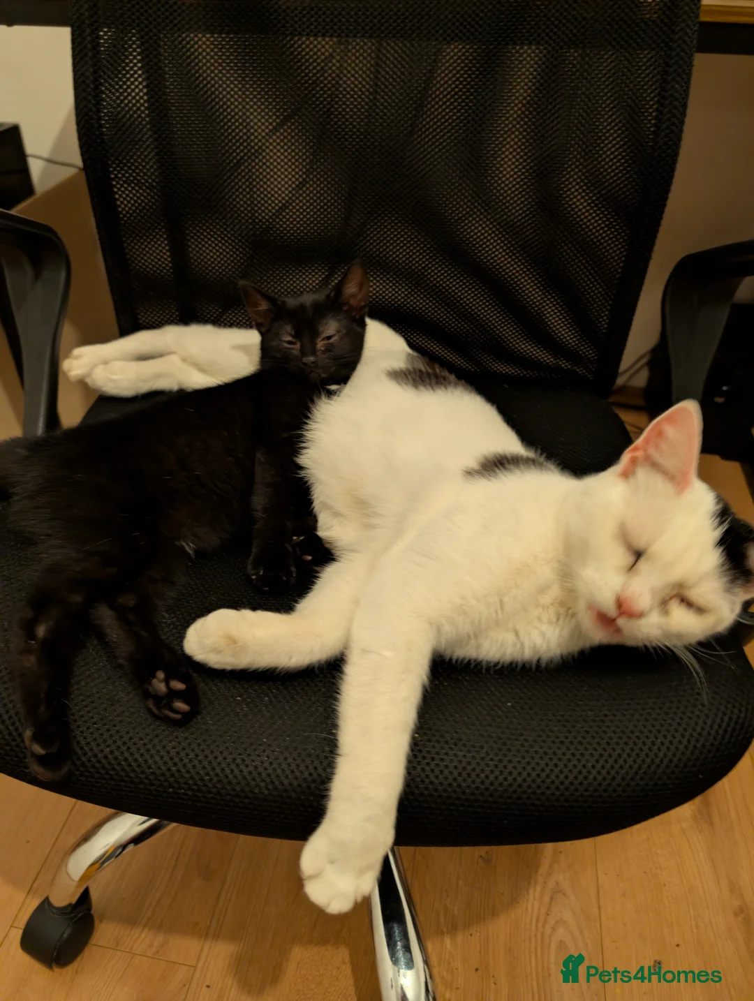 Mixed Breed cats for sale: Little kitten looking for new homr - Advert 5