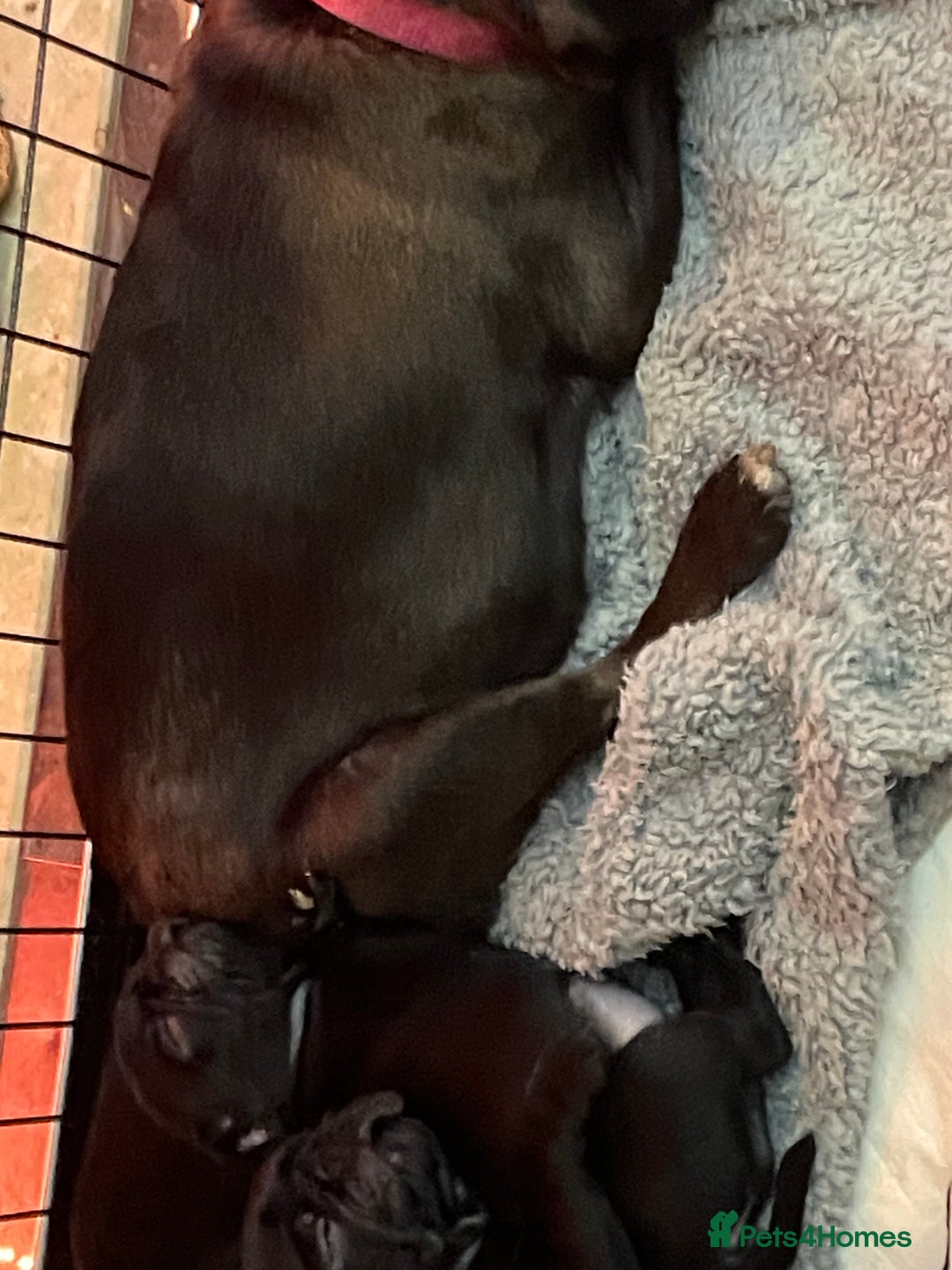 Pug dogs for sale: Last Baby pug  - Image 4