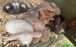 Mini Lop rabbits for sale: Mini Plush Lops - Image 6