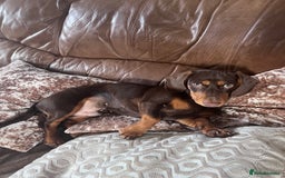 Mixed Breed dogs for stud: Meet Wilbur – Our 1/1 Cocker Spaniel x Dachshund - Image 23