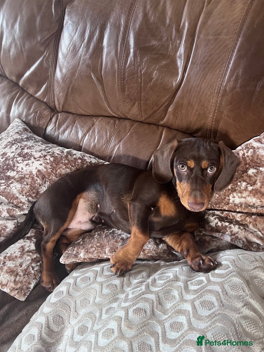 Mixed Breed dogs for stud: Meet Wilbur – Our 1/1 Cocker Spaniel x Dachshund - Image 23