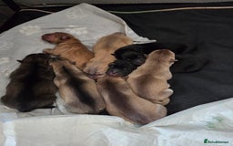 Mixed Breed dogs for sale: Shar pei cross husky puppies  - Image 11