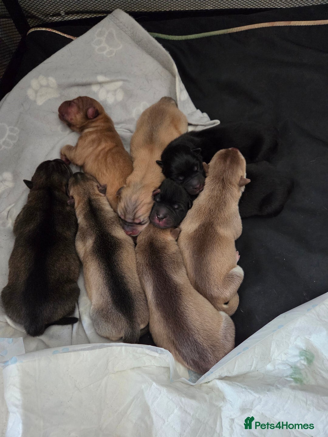 Mixed Breed dogs for sale: Shar pei cross husky puppies  - Image 11