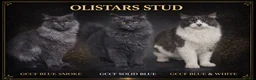 Maine Coon cats for stud: Selection of males available at stud  - Advert 1