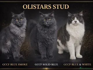 Maine Coon cats Selection of males available at stud - Advert 2